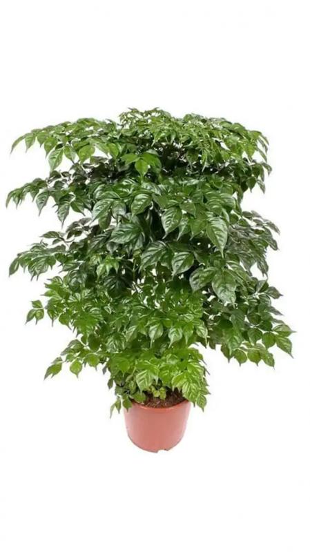Cây hạnh phúc