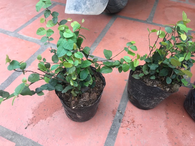 Vảy ốc