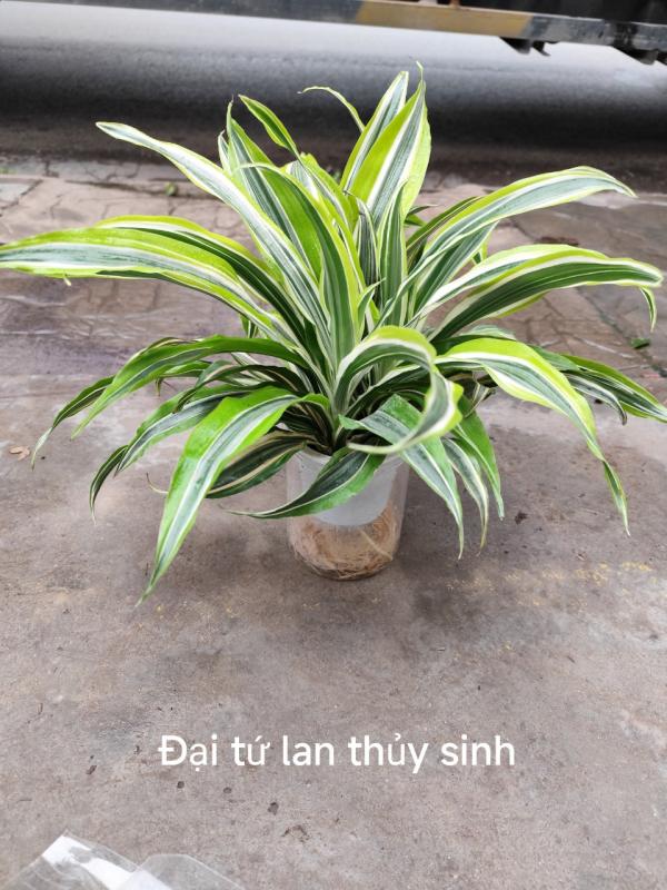Cây đại tứ lan
