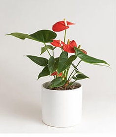 Cây hồng môn
