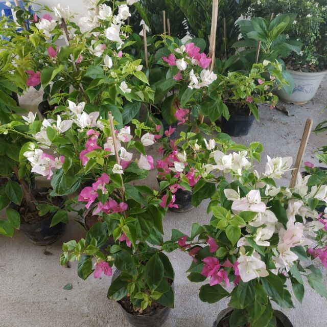 Hoa giấy