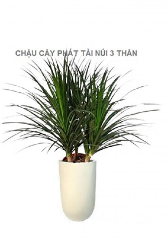 Cây phát tài núi