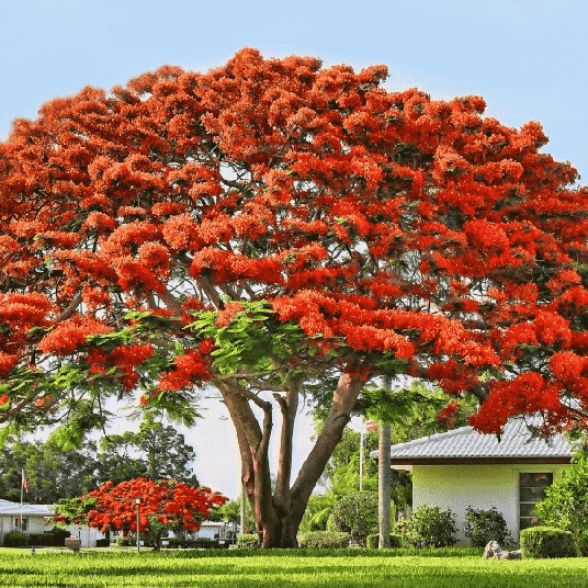 Cây phượng vỹ
