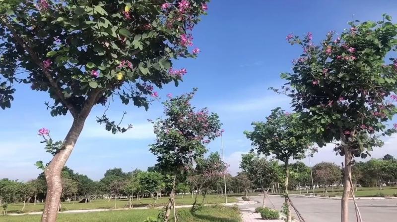 Cây hoa ban
