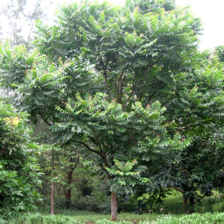 Cây lát hoa 
