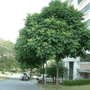 Cây sấu 