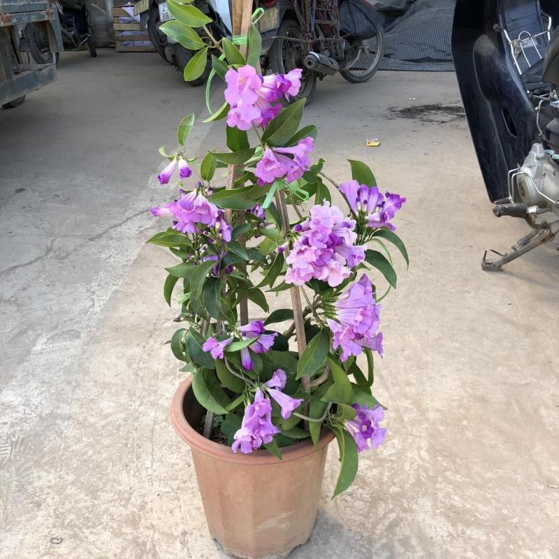 Lan tỏi