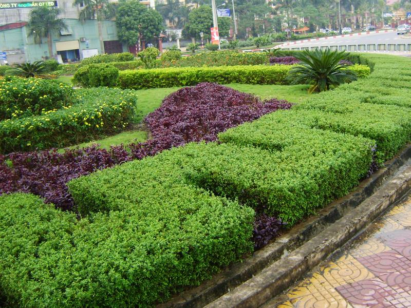 Cây bỏng nổ