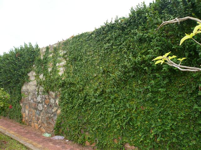 Vảy ốc