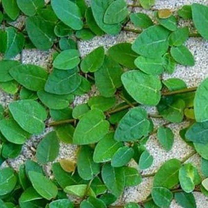 Vảy ốc