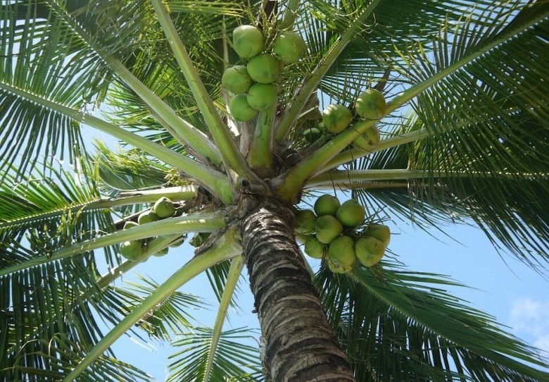 Cây dừa