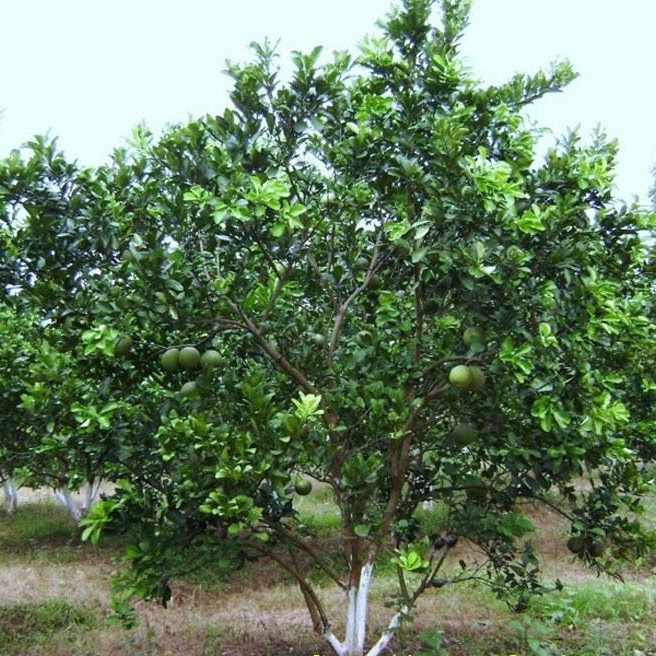 Cây bưởi
