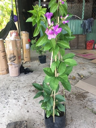 Lan tỏi
